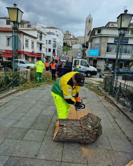 Vento provocou várias quedas de árvores em Mirandela